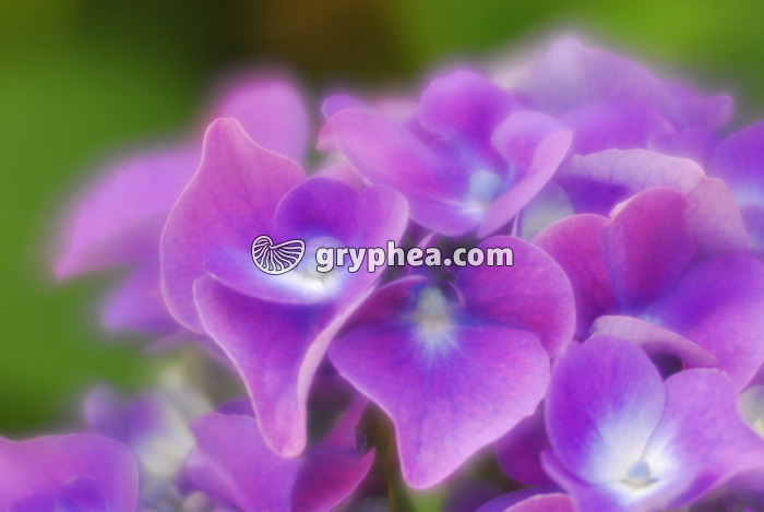 Hortensia (Hydrangea × serratophylla) - sépales pétaloïdes - gryphea.com